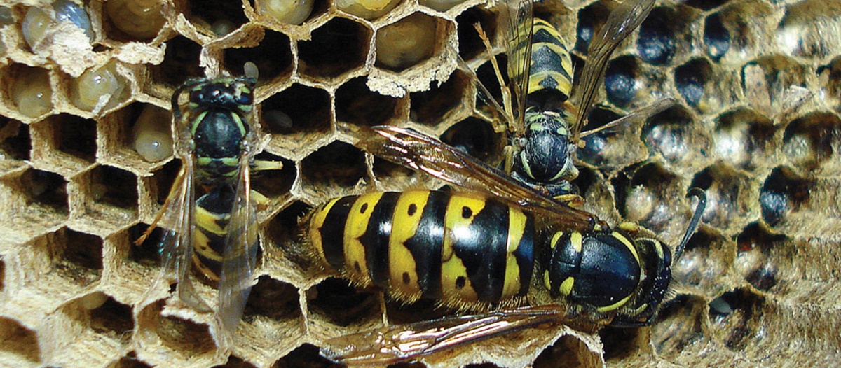 Queen wasp Queen wasp
